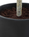 Boreal - Potted Birch Tree - Gray / Green