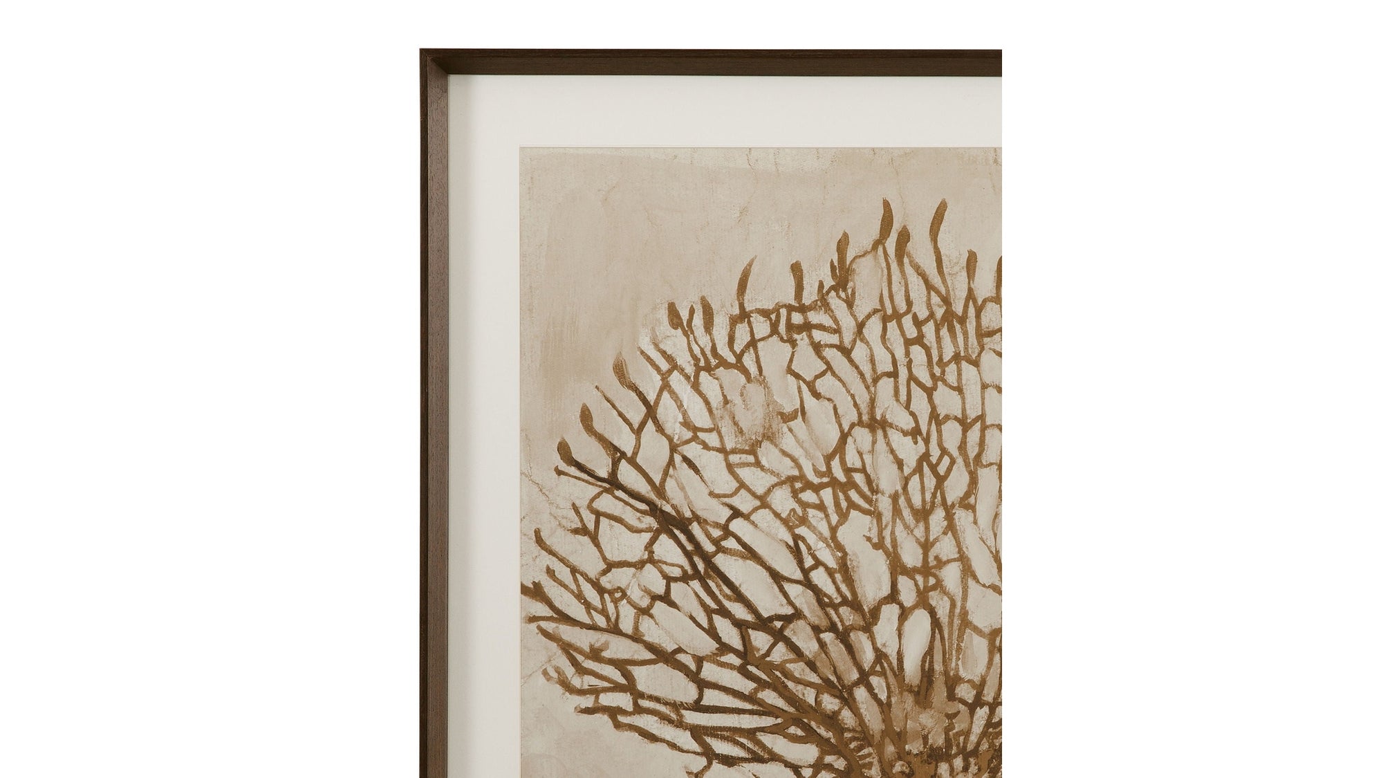 Neutral Seafan & Starfish Framed Print Set of 2 - Light Brown