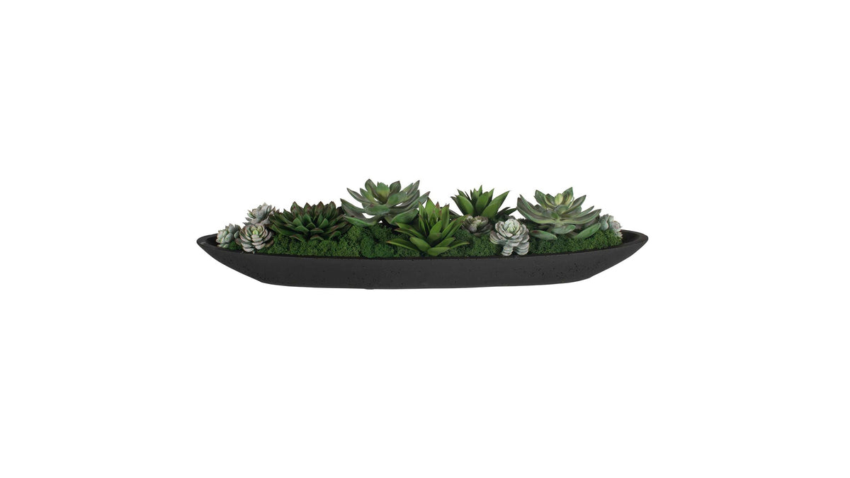 Verde - Succulent Centerpiece In Bowl - Black / Green