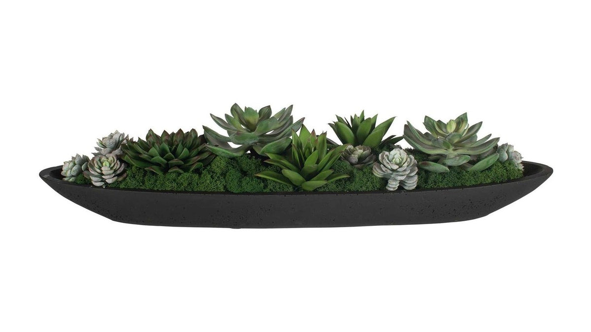 Verde - Succulent Centerpiece In Bowl - Black / Green