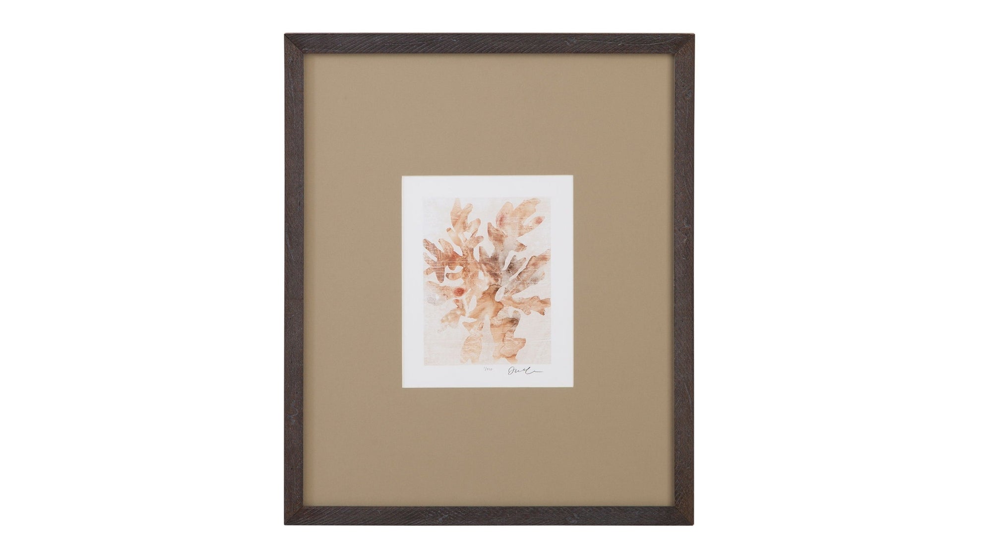Parchment Coral IV Framed Print - Brown