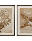 Neutral Seafan & Starfish Framed Print Set of 2 - Light Brown