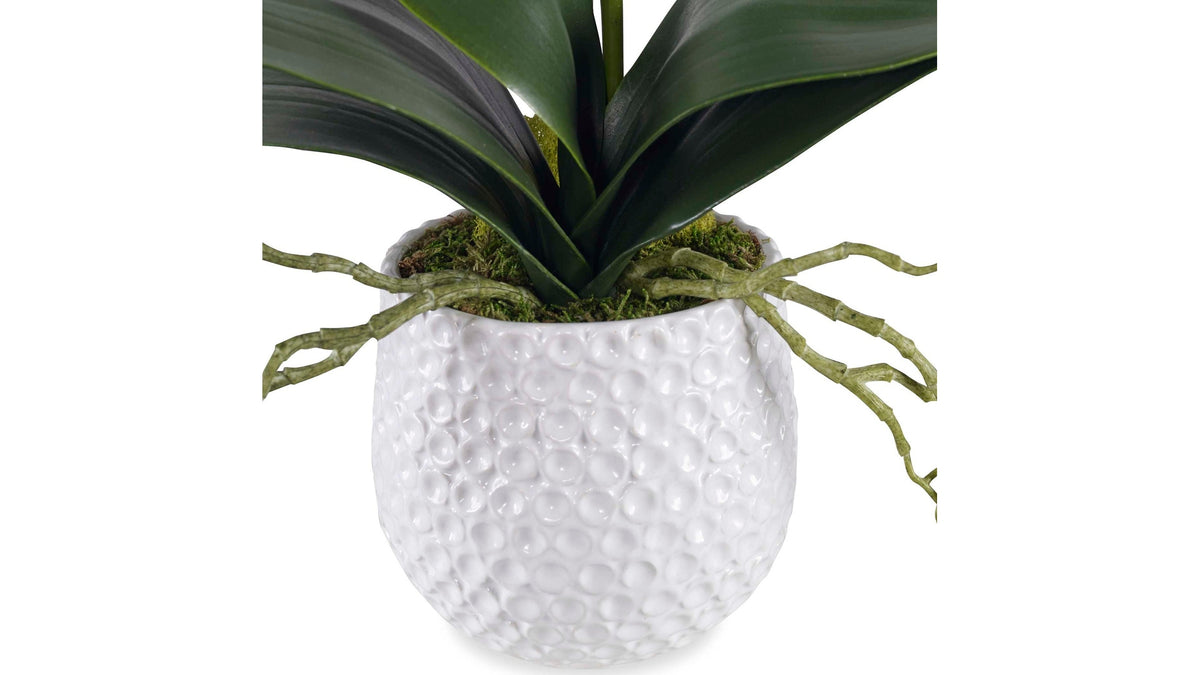 Cami - Orchid - White