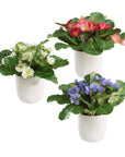 Trilogy Primrose - Accents In Vases (Set of 3) - Green / White