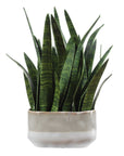 Sansera Snake - Accent Plant - Green