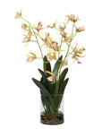 Spider - Orchid In Glass Vase - Green,Pink,Yellow