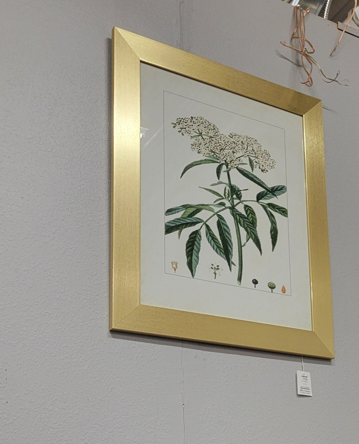 StyleCraft Botanical Framed Art, Set of 2 – Closeout, Cleveland