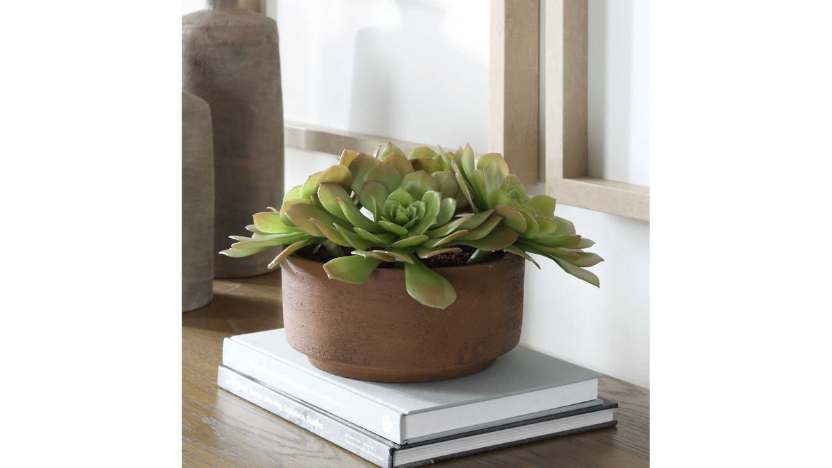 Sable Succulent - Accent In Pot - Brown / Green