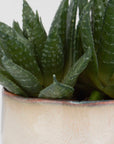Doha - Succulent Accent - Light Gray