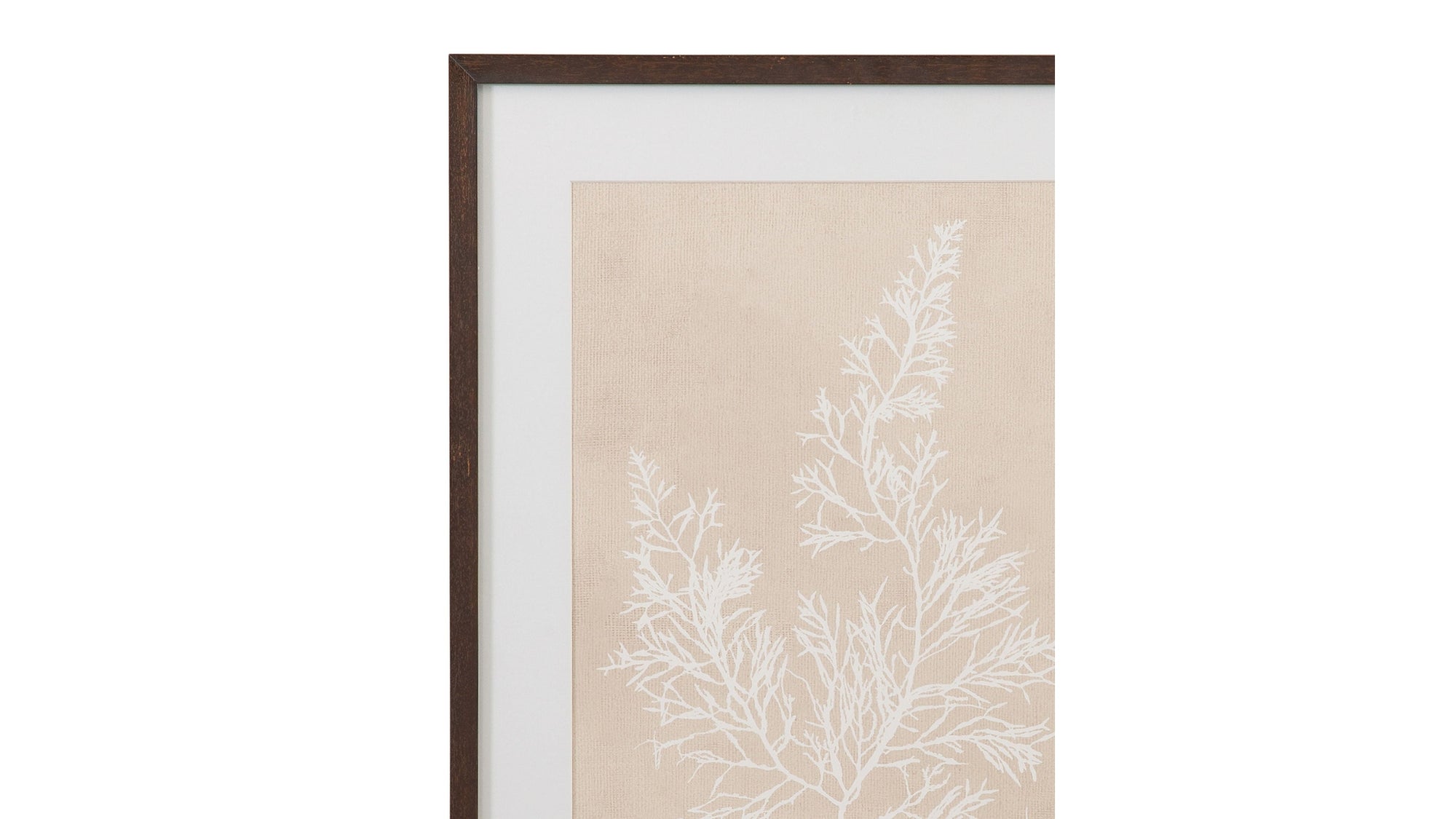 Marine Species Framed Print Set of 4 - Beige