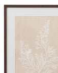 Marine Species Framed Print Set of 4 - Beige