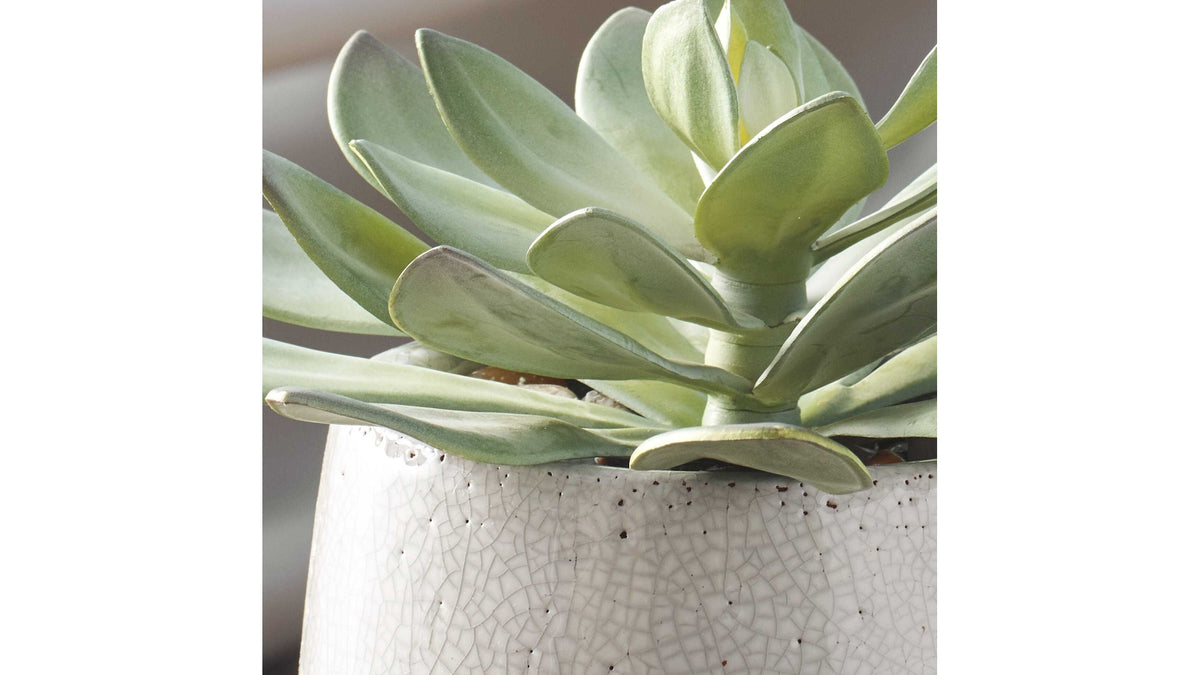Dudleya - Outdoor Succulent - Gray / Green