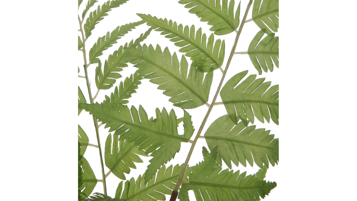 Country - Ferns (Set of 2)