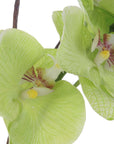 Valdive - Orchid