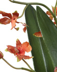 Dancing - Orchid In Glass Vase - Green,Orange