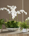 Flourish Orchid - Centerpiece - White