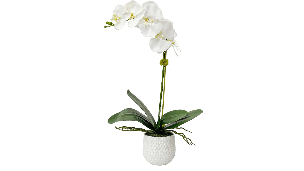 Cami - Orchid - White