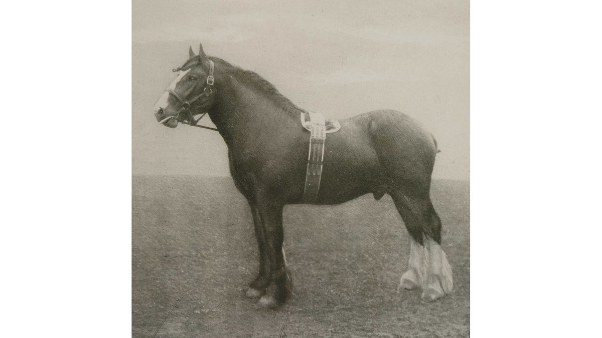 Equine Dynasty - Framed Prints (Set of 9)