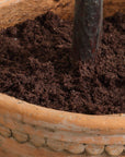 Olea - Potted Olive Tree - Green