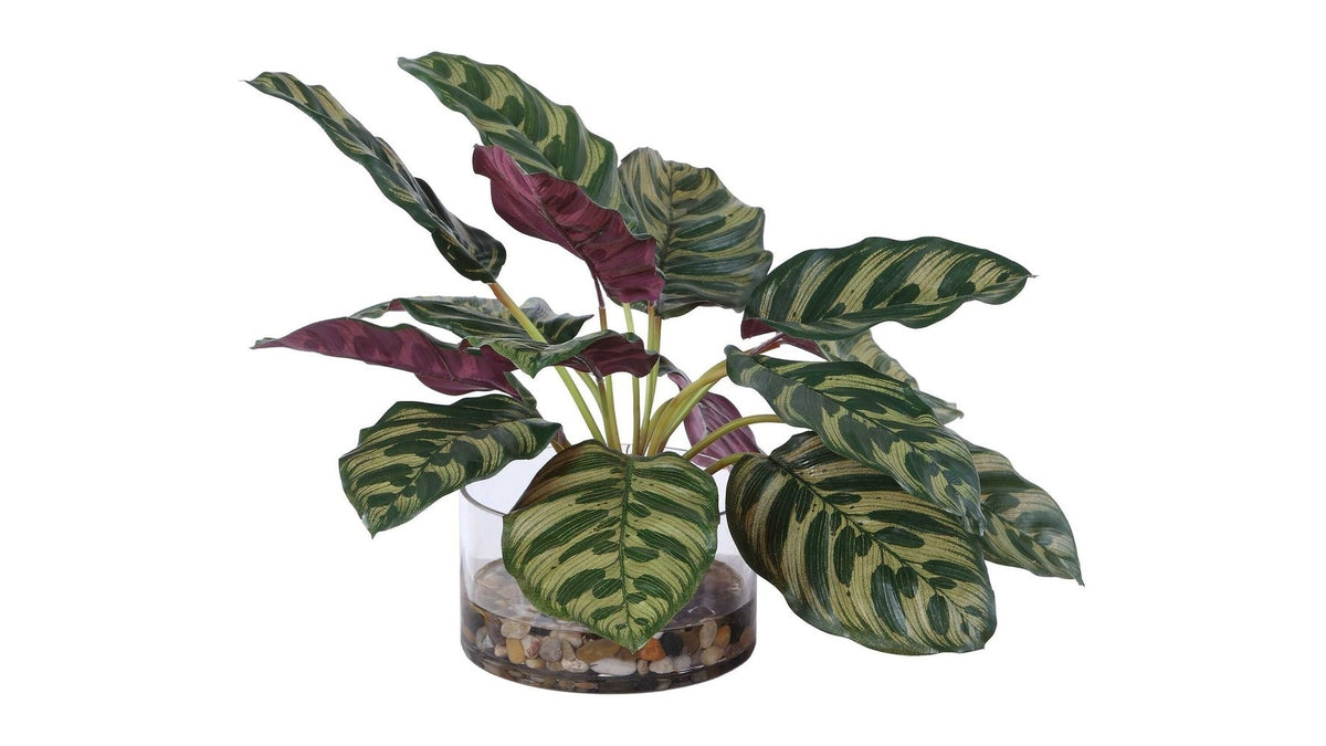 Peacock - Plant Accent - Green
