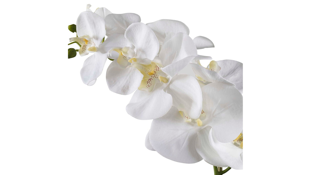 Cami - Orchid - White