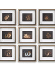 Resting Bunny - Framed Prints (Set of 9) - Dark Brown