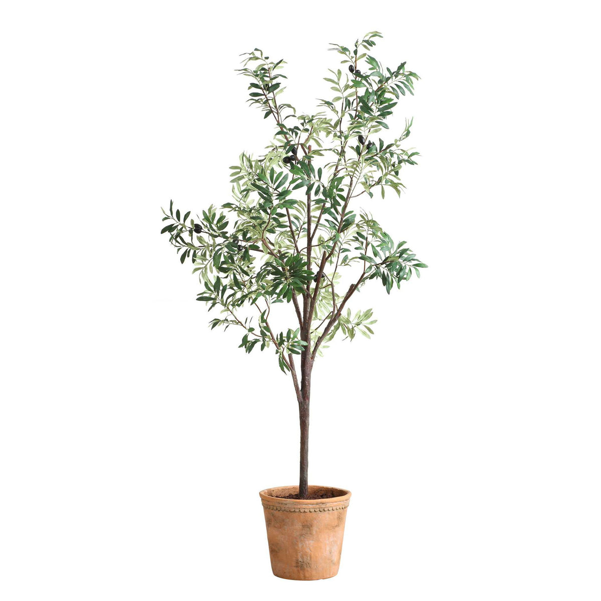 Olea - Potted Olive Tree - Green