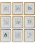 Nature's - Script Framed Botanical Prints (Set of 9) - Gold / Green / White