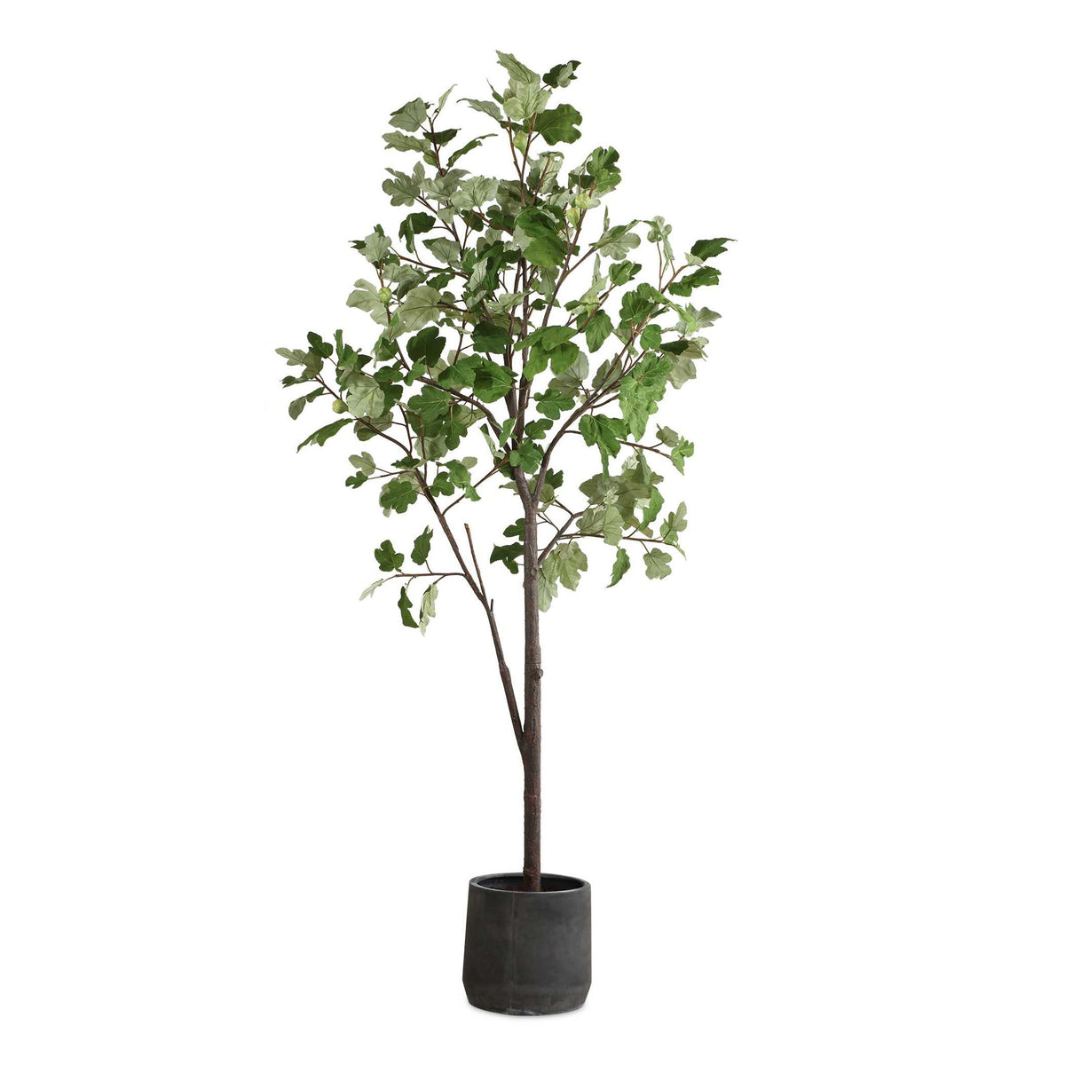 Eden - Potted Fig Tree - Green