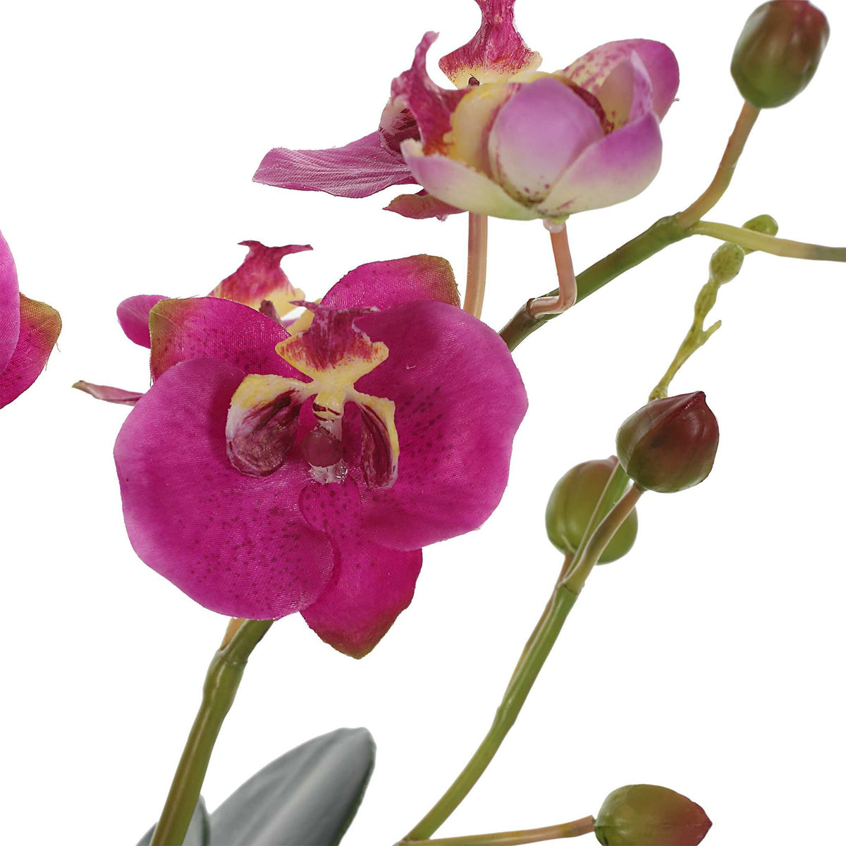 Glory Orchid - Fuchsia Orchid - Silver