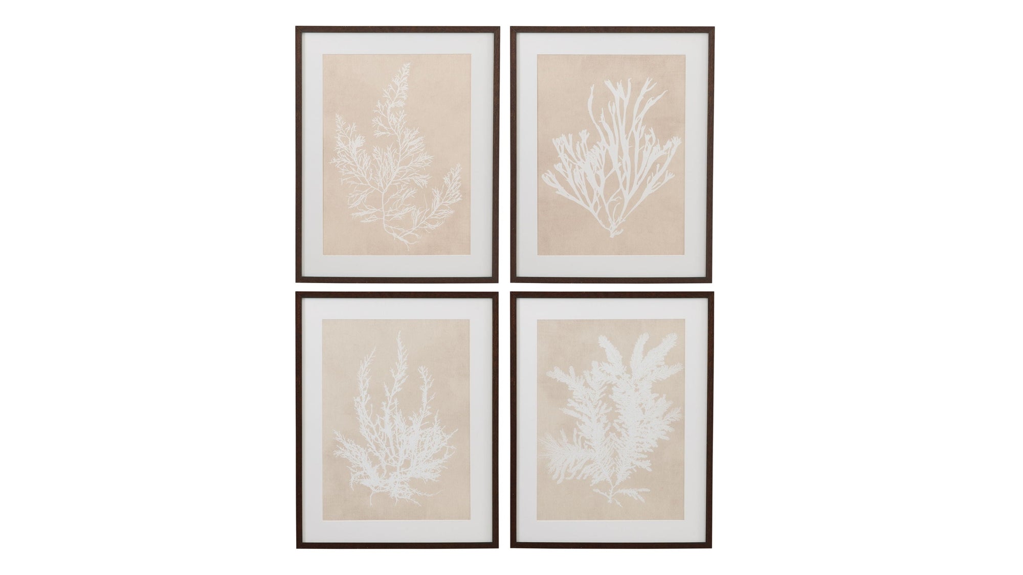 Cystoseira Faeniculacea Framed Print - Beige
