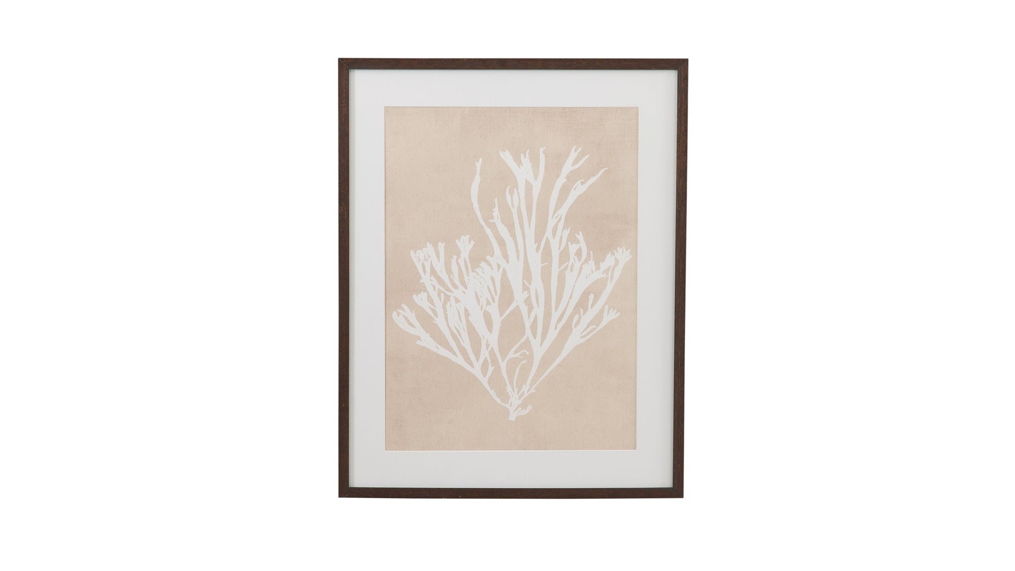 Gracilaria Multipartita Framed Print - Beige