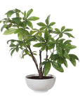 Pachira - Money Tree - White