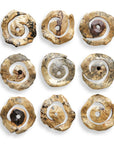 Corkscrew - Wood Wall Decor (Set of 9) - Light Brown