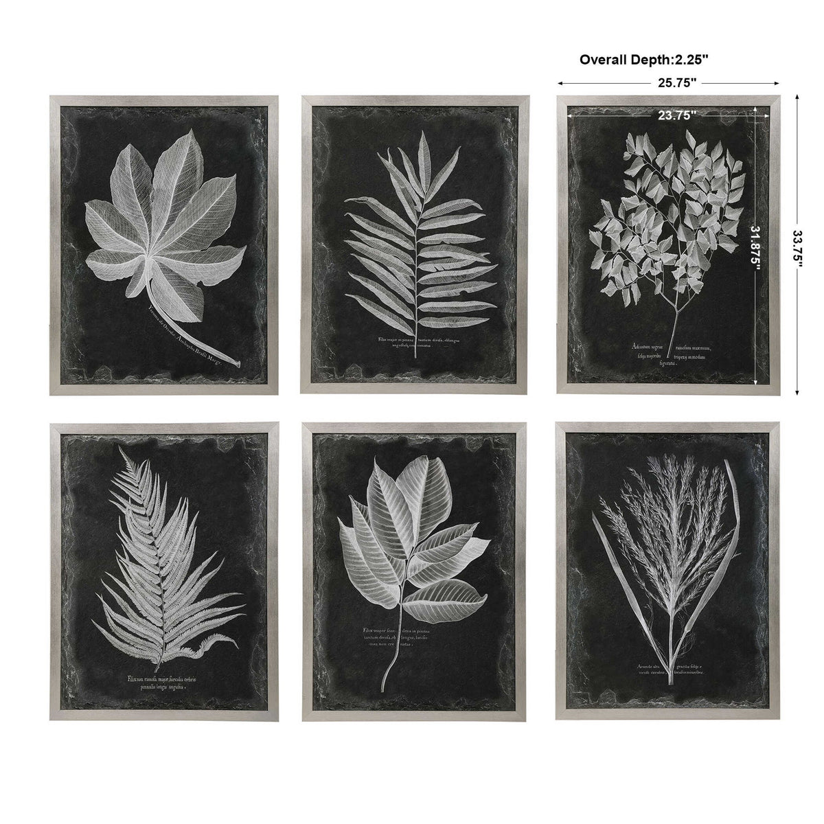 Foliage - Framed Prints (Set of 6) - Black
