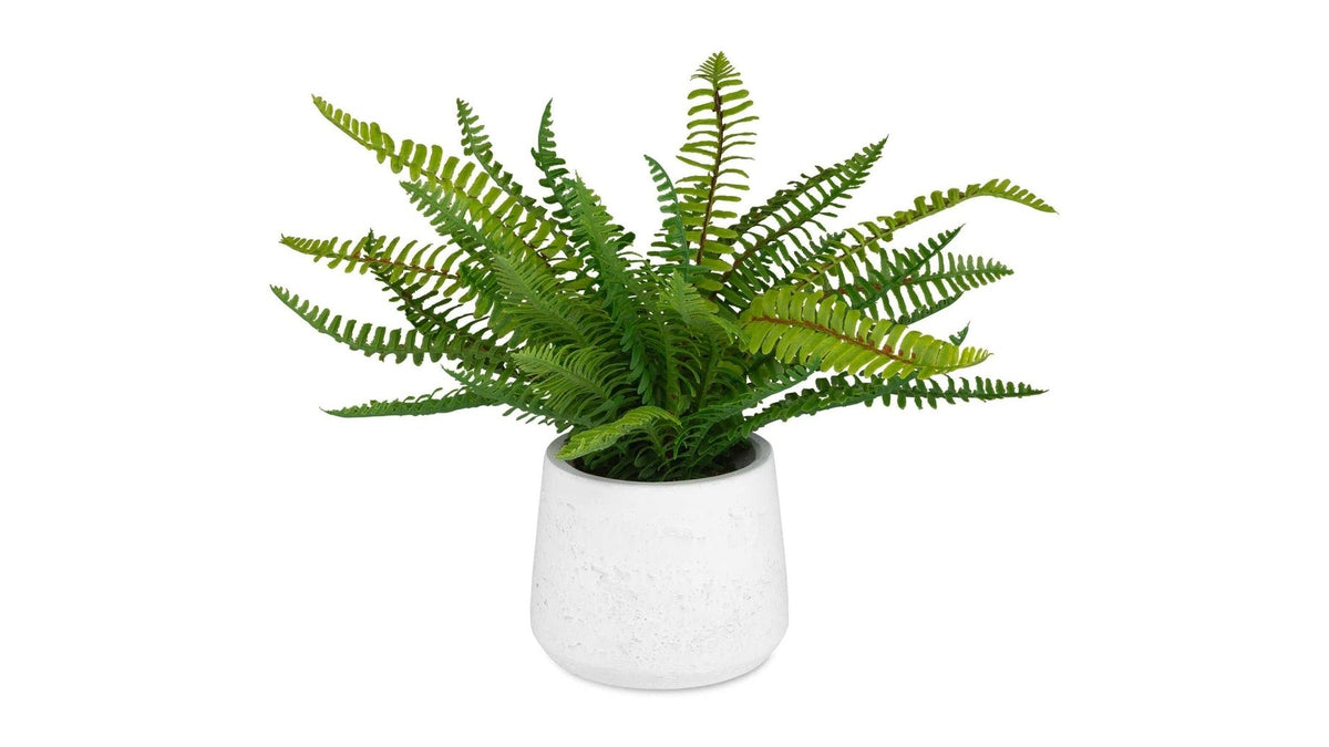 Boston Fern - In White Ceramic Pot - White