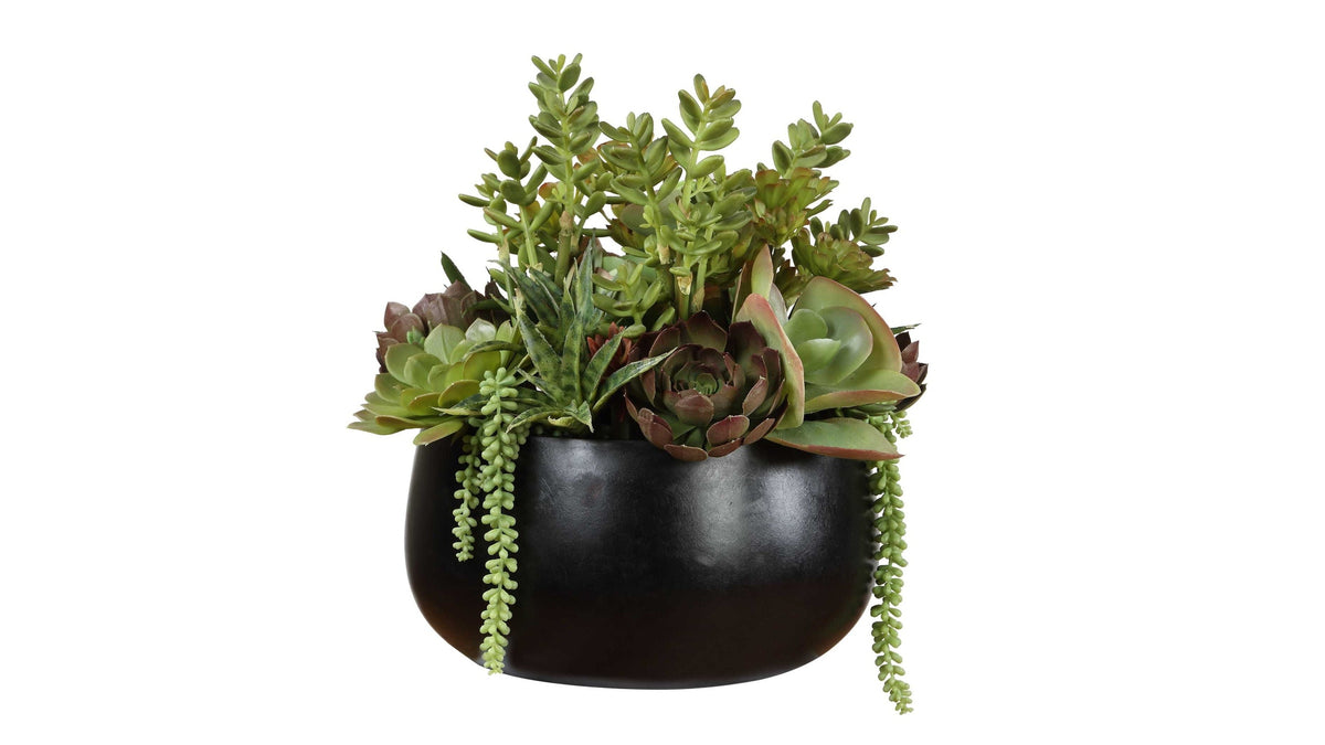 Mico - Indoor-Outdoor Succulent Centerpiece - Black,Green