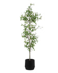Boreal - Potted Birch Tree - Gray / Green