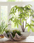 Pachira - Money Tree - White