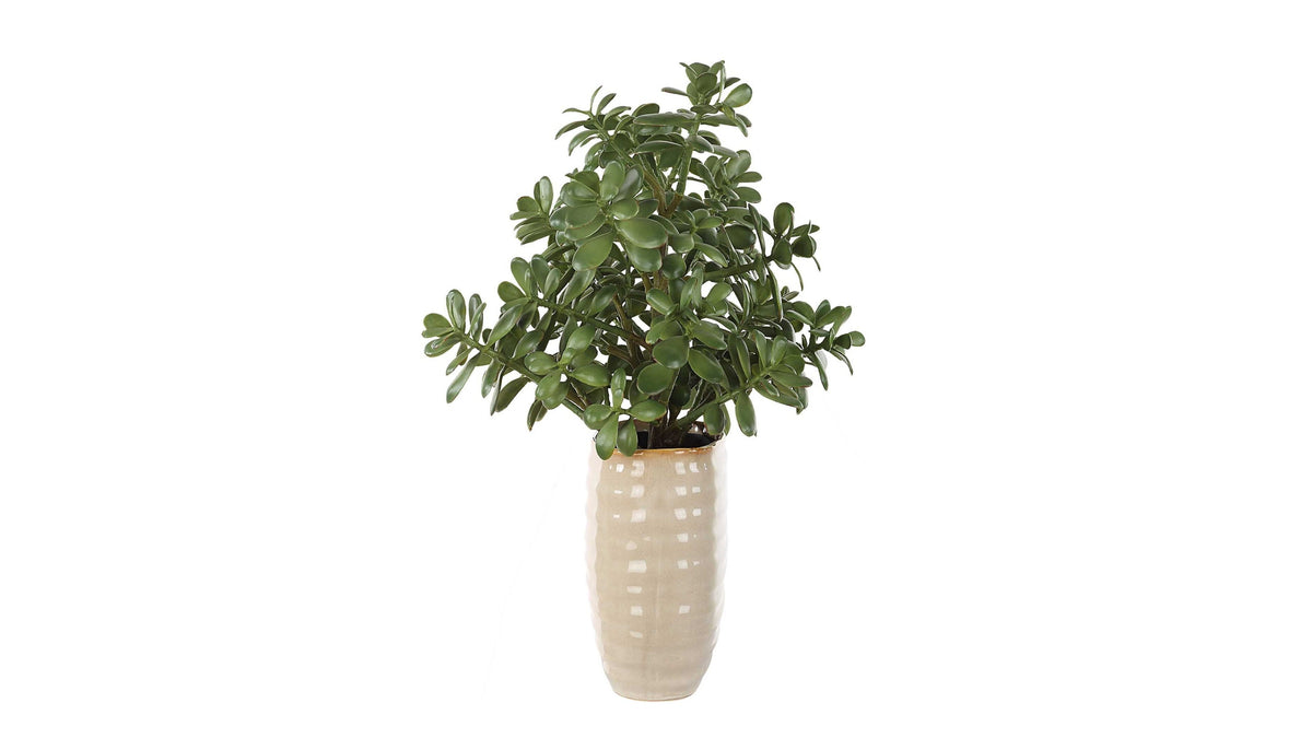 Crassula Jade - Accent Plant - Beige