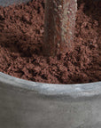 Eden - Potted Fig Tree - Green