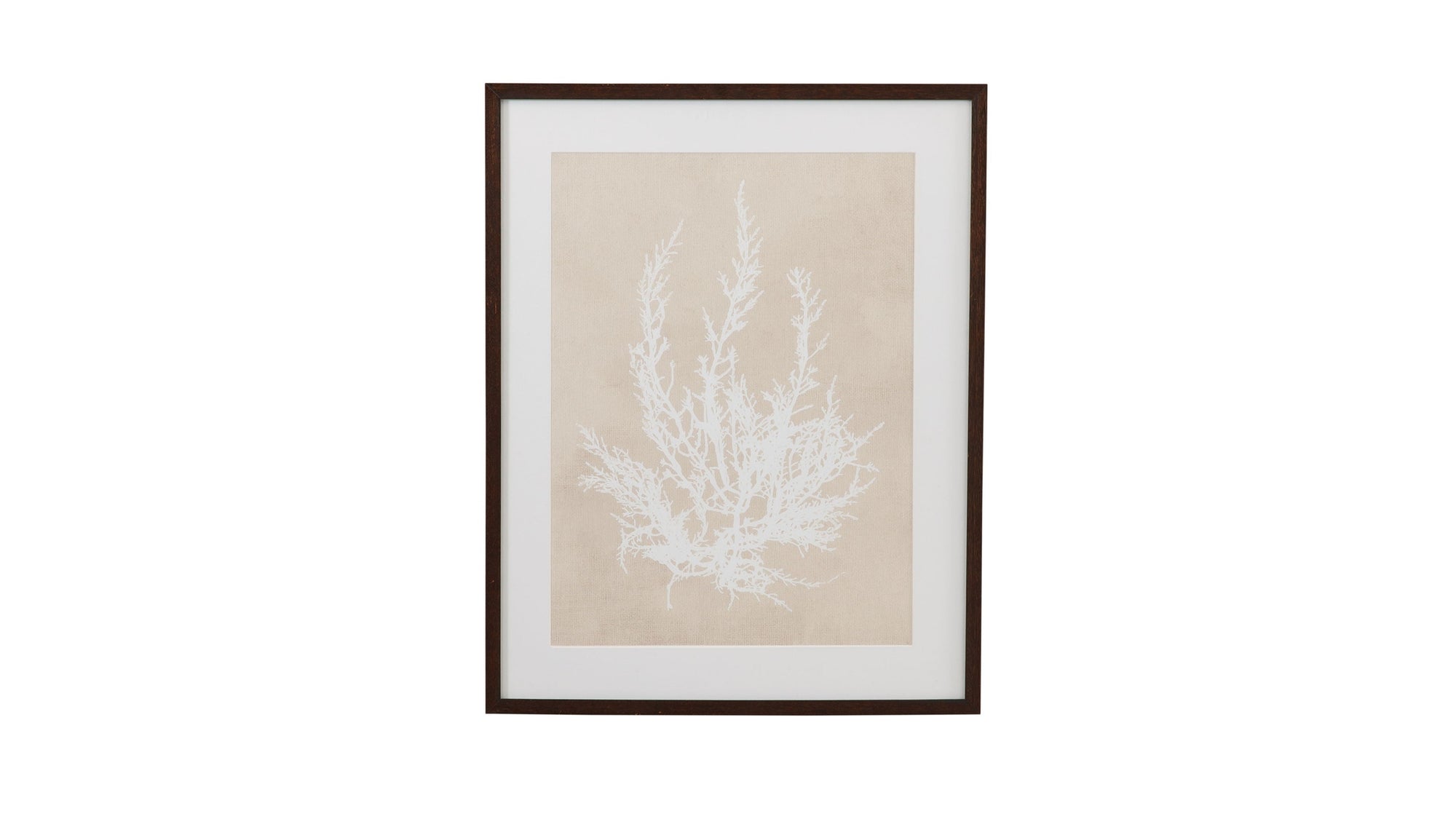Cystoseira Ericoides Framed Print - Beige