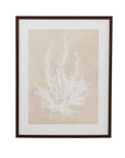 Cystoseira Ericoides Framed Print - Beige