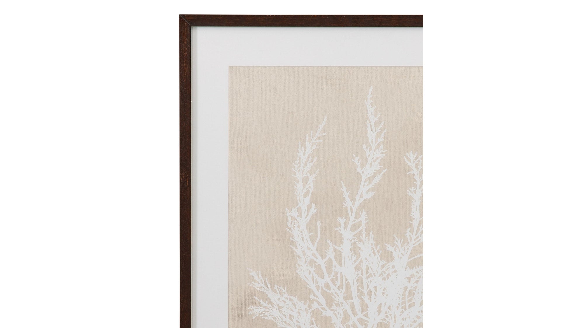Cystoseira Ericoides Framed Print - Beige