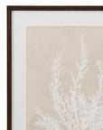 Cystoseira Ericoides Framed Print - Beige