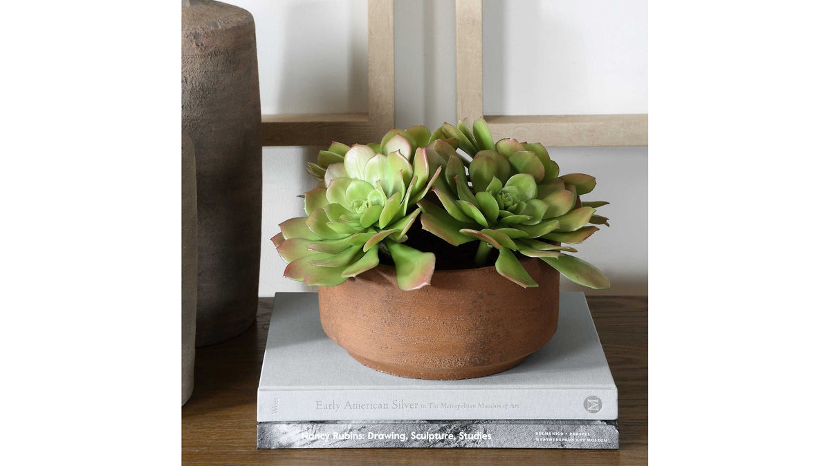 Sable Succulent - Accent In Pot - Brown / Green