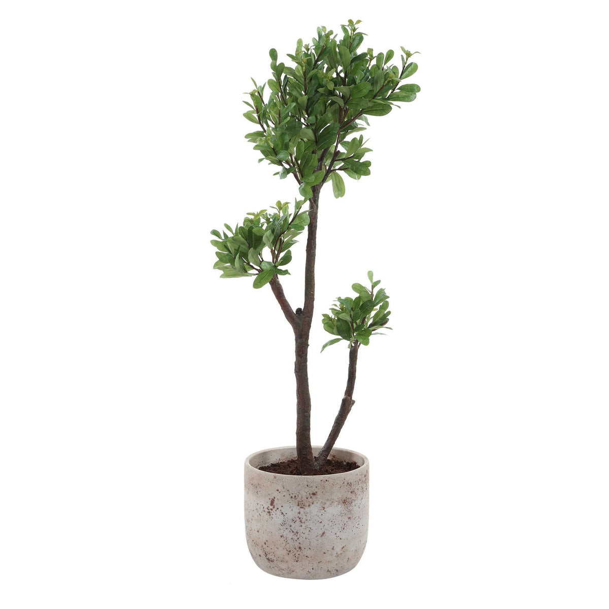 Arbor Strawberry - Tree - Brown / Green