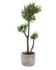 Arbor Strawberry - Tree - Brown / Green