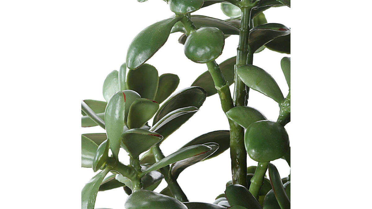 Crassula Jade - Accent Plant - Beige