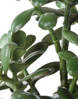 Crassula Jade - Accent Plant - Beige